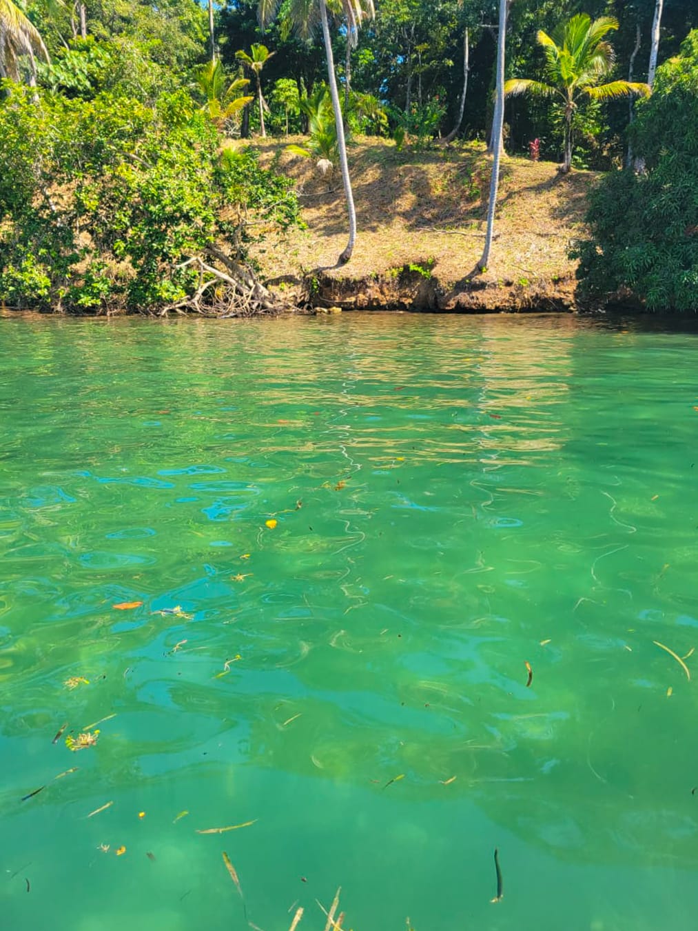 Pristine Caribbean Waterfront Estate in Isla Popa, Bocas del Toro: 3+ Hectares with 120m Beach Frontage