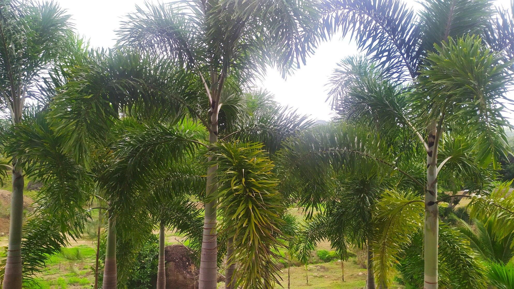 7 Hectare Eco-Friendly Land with Cabin & Ponds in La Pintada