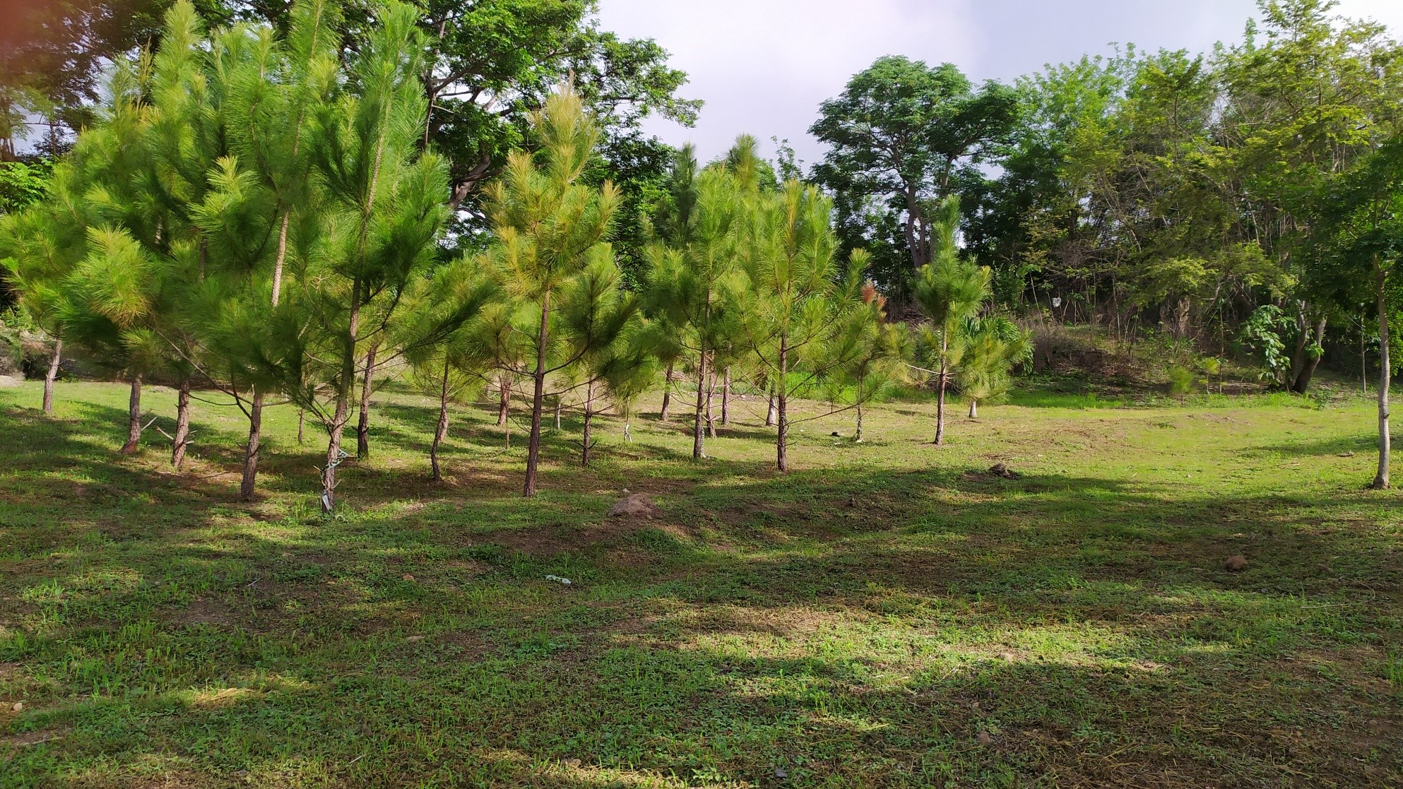 7 Hectare Eco-Friendly Land with Cabin & Ponds in La Pintada