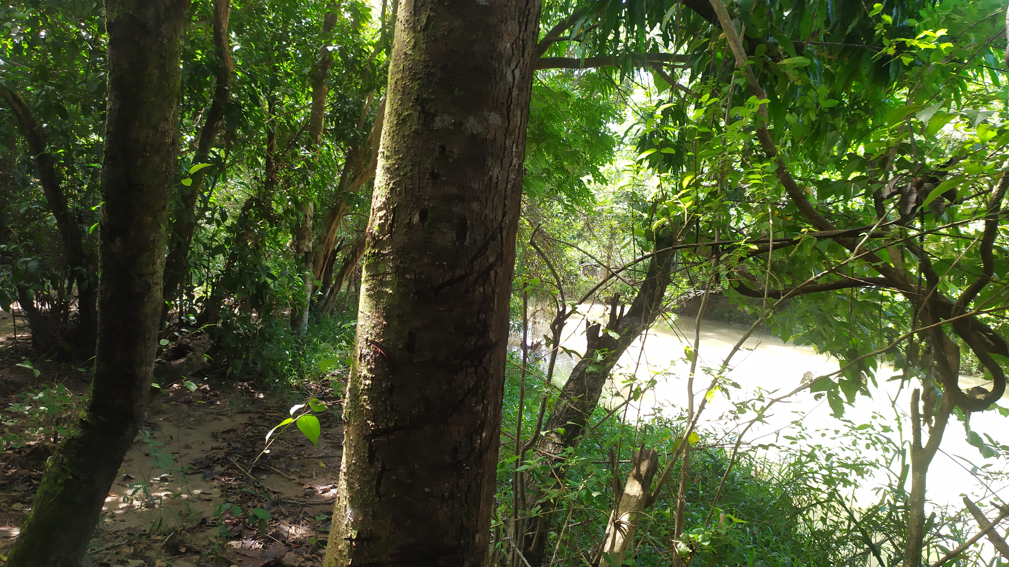 Riverfront Land for Sale in Penonomé | Eco-Friendly Lots