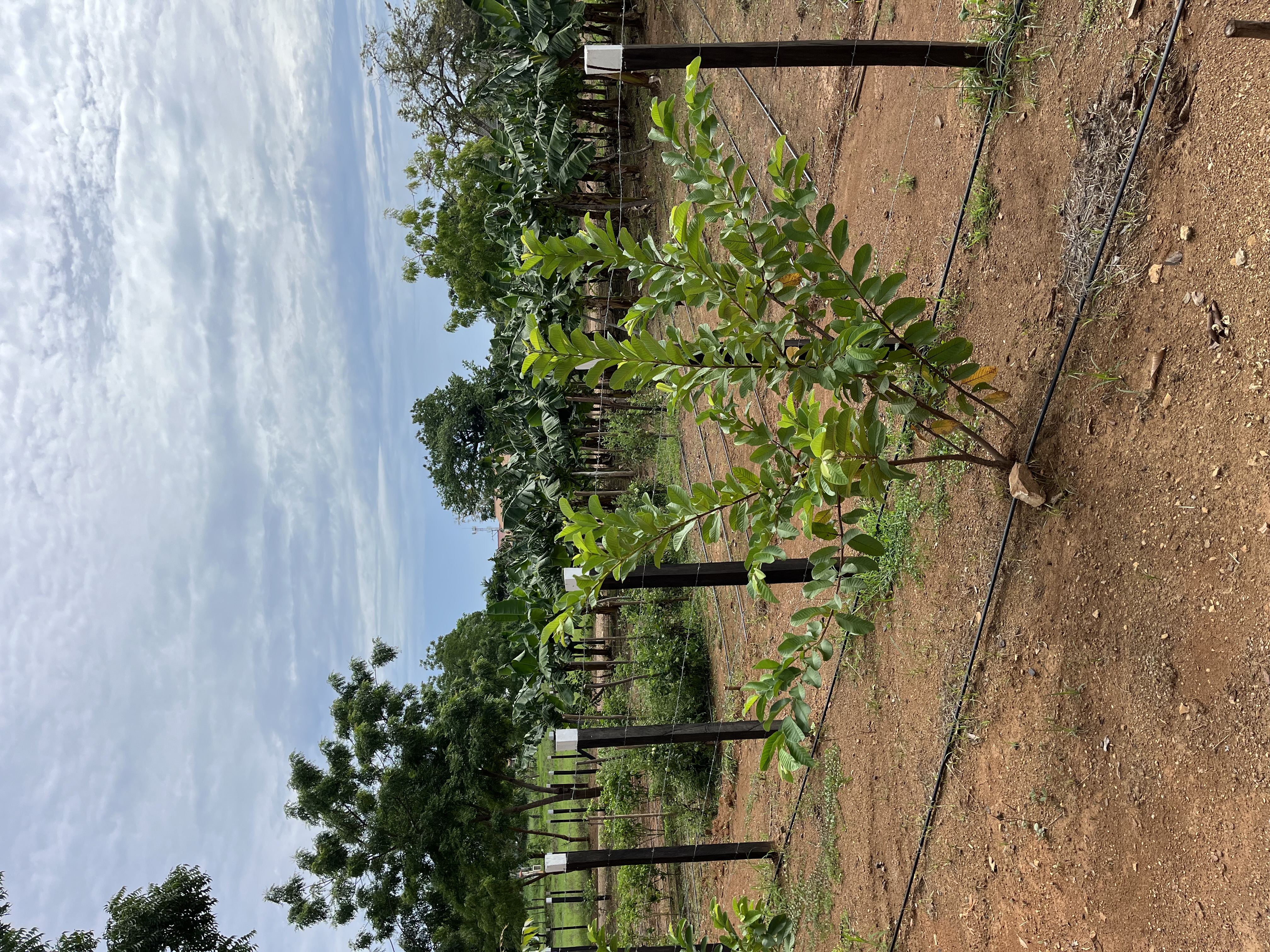 15.4 Hectares of Titled Land for Sale in Chitré, Panama