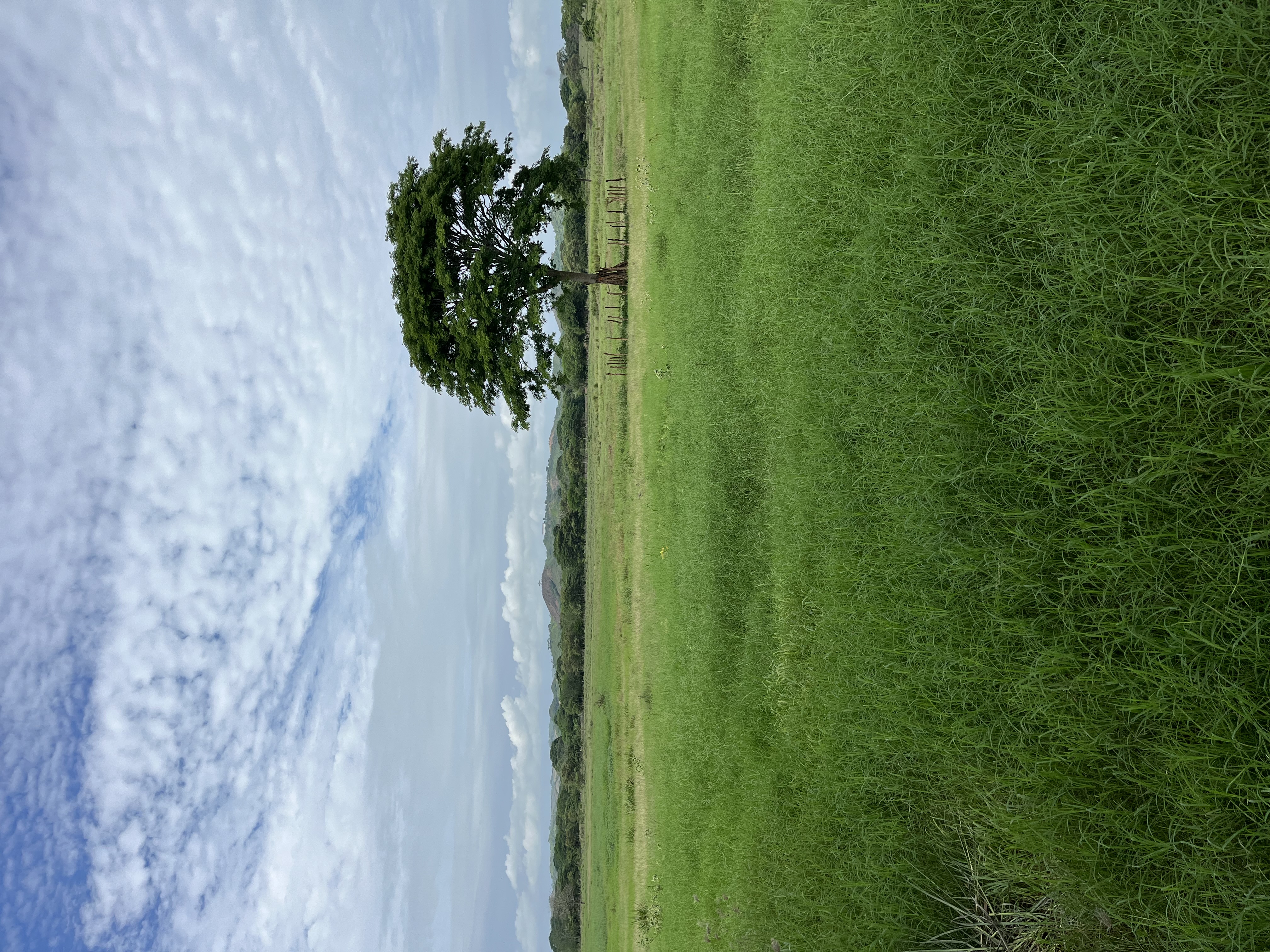 15.4 Hectares of Titled Land for Sale in Chitré, Panama