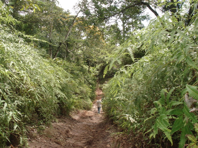 Sierra Llorona Land: 151 Hectares of Natural Beauty Overlooking the Atlantic - PLS-19923 | Panama's Premier Listings Bey