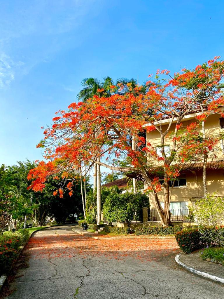 Central Living with a Twist of Adventure in Albrook for $600,000.00 - PLS-19940