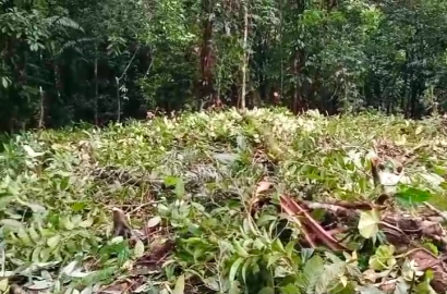 Land for Sale in Valle de Antón | 8.7 Ha with Natural Springs