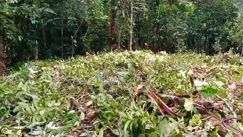 Land for Sale in Valle de Antón | 8.7 Ha with Natural Springs