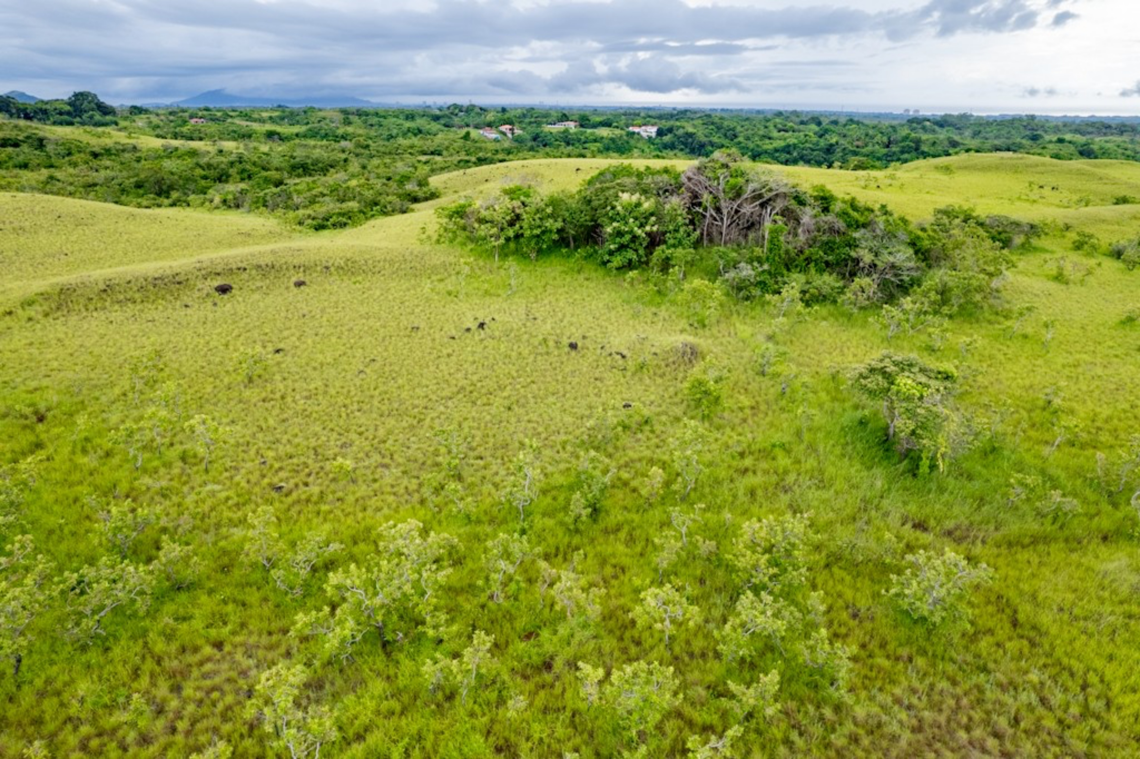 Rolling Hills with Ocean Views in San Carlos, Panama | 40 Hectares of Prime Land for Sale