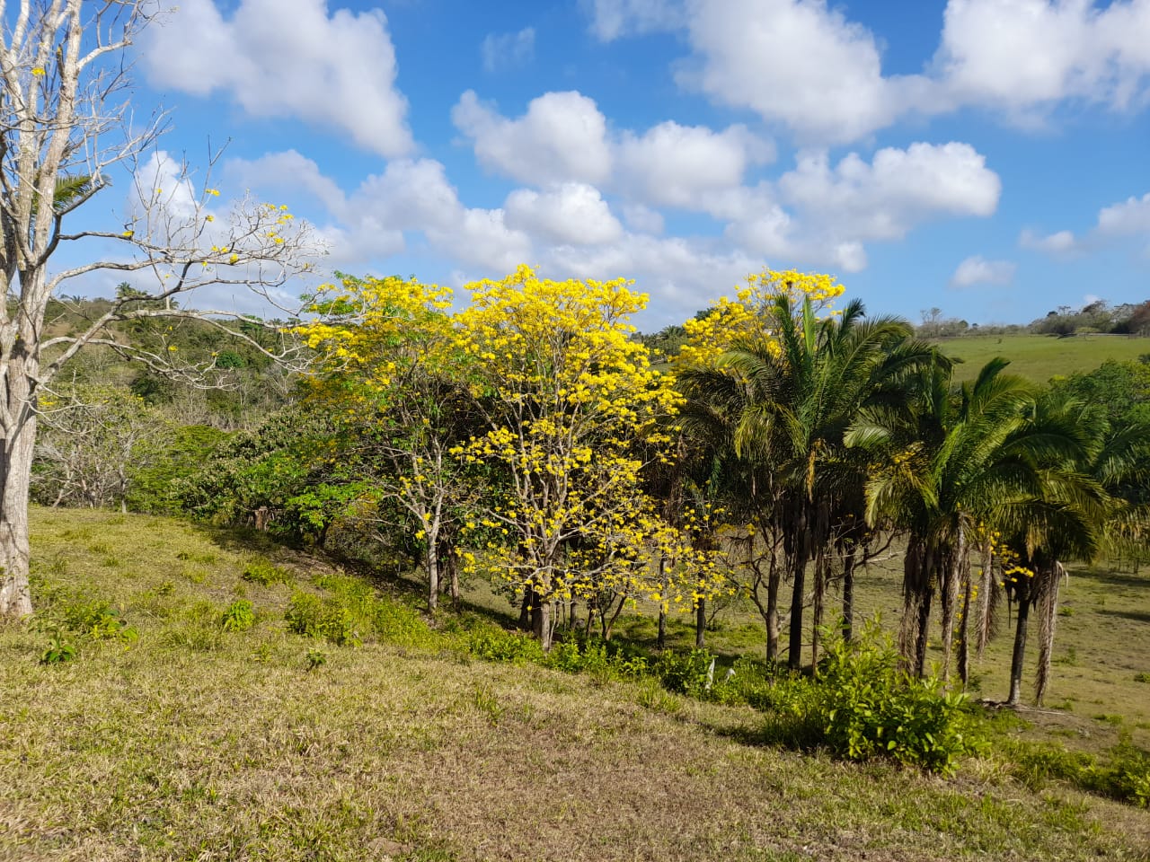 Titled Land for Development in La Chorrera, Panama West - PLS-18610